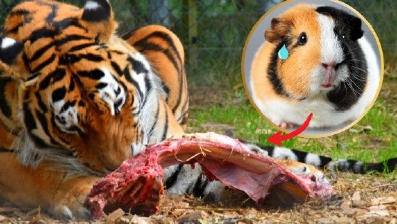 Zoológico pide "donar" mascotas para alimentar a sus depredadores y se vuelve viral