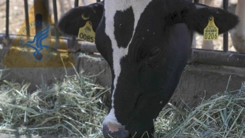 EU utilizará medicamentos de emergencia para combatir al gusano barrenador