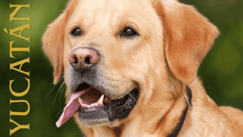 Alerta por envenenamiento de mascotas en Yucatán