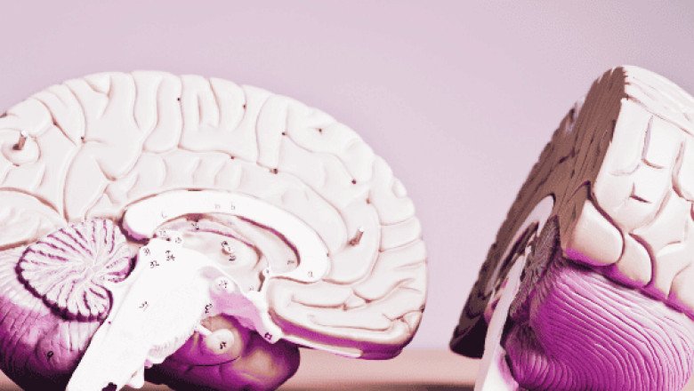 ASÍ se comparta el cerebro humano tras sufrir una amputación