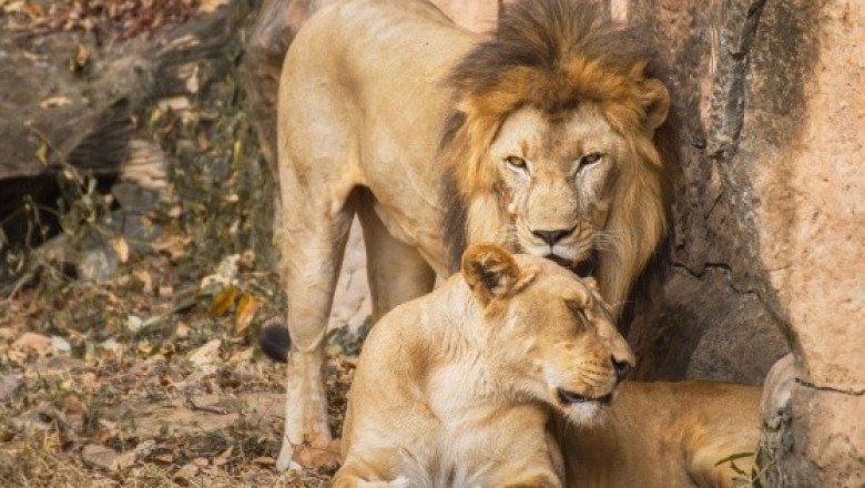 "Ofrecen" animales del zoológico de Orizaba para adopción