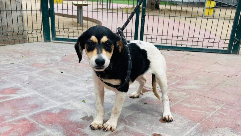 Invita alcaldesa a registrarse al Padrón Municipal de Asociaciones Protectoras de Animales