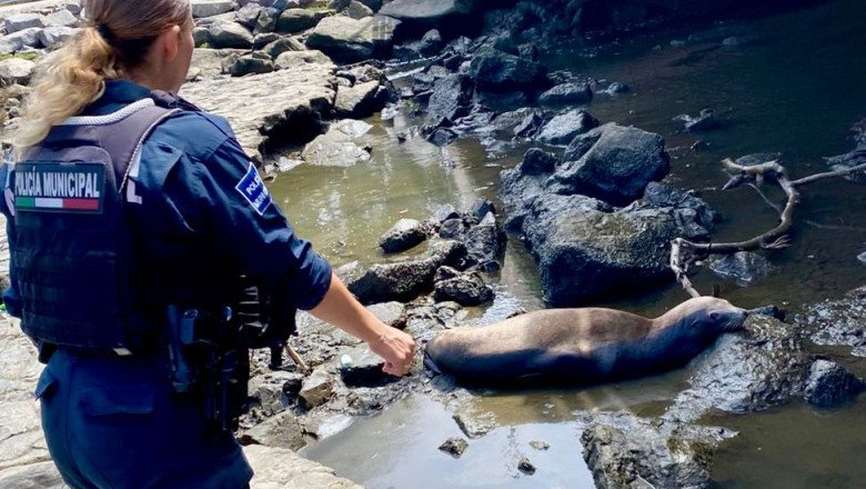 Rescatan a foca varada en zona del bulevar Costero