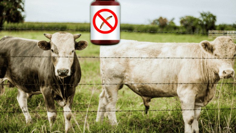 Este es el fármaco contra gusano barrenador autorizado por la FDA