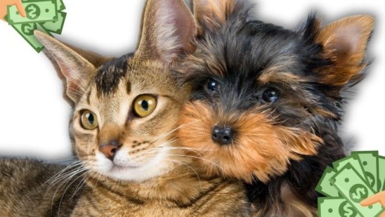 Buscan eliminar IVA en comida y medicamentos para mascotas y deducir gastos veterinarios