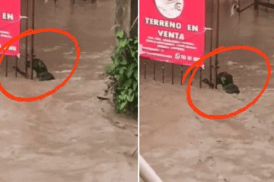 Viral: Perro lucha por su vida en inundación en Veracruz (VIDEO)