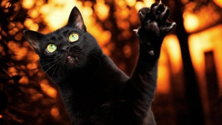 Ciudad europea prohíbe adoptar gatos negros en Halloween para evitar "ritos" siniestros
