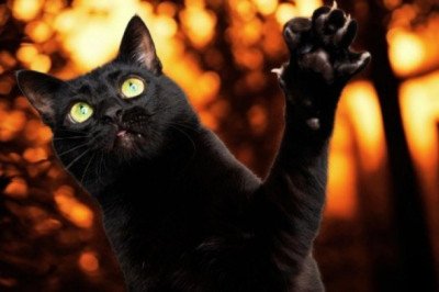 Ciudad europea prohíbe adoptar gatos negros en Halloween para evitar "ritos" siniestros