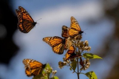 Suman esfuerzos para la conservación de la Mariposa Monarca en México