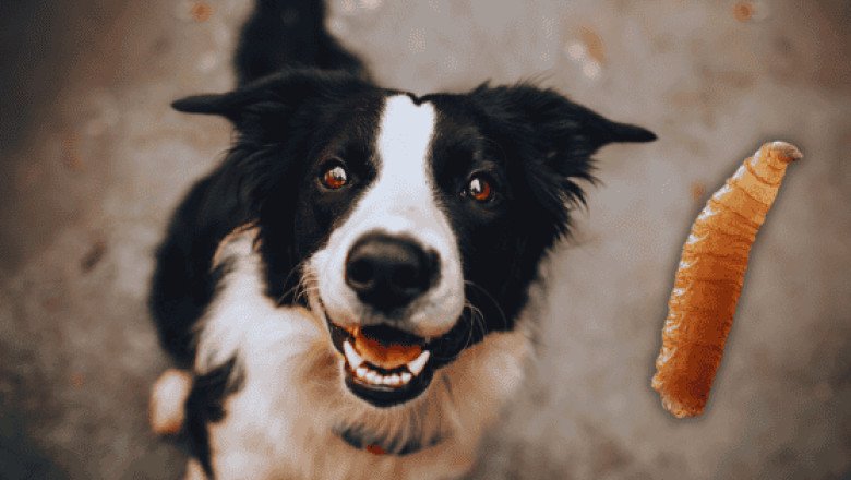 Gusano barrenador: ¿Puede afectar a tu perro?