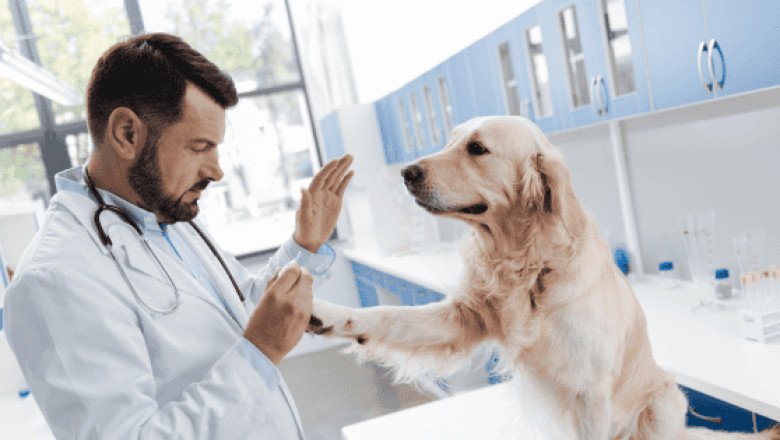 ¿Funciona? Crean la píldora antienvejecimiento para perros