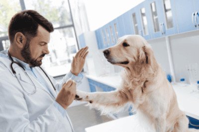 ¿Funciona? Crean la píldora antienvejecimiento para perros