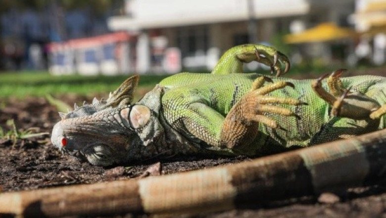 Miami inicia el febrero más frío de su historia: nieve en la costa e iguanas congeladas