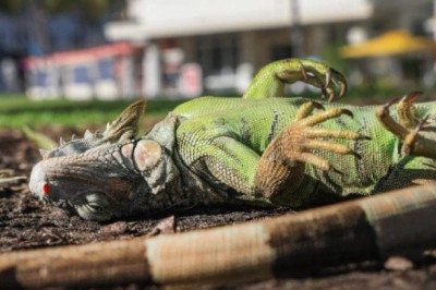 Miami inicia el febrero más frío de su historia: nieve en la costa e iguanas congeladas