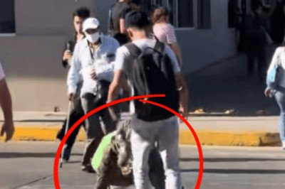 Viral: "Arremeten" físicamente contra therian "cocodrilo" en calles de Tampico