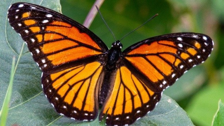 Bosques del país para ver a la mariposa monarca en este 2026