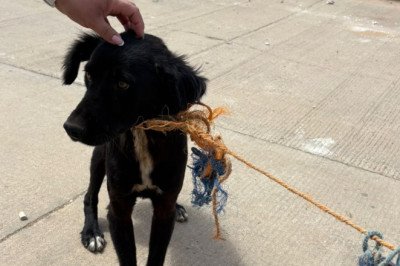 Fiscalía cumplimenta cateo y rescata a canino abandonado