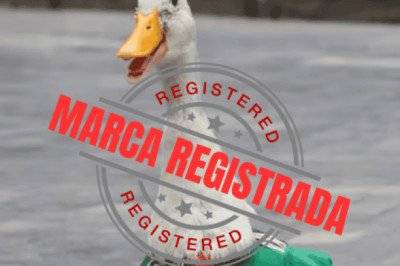 Pato Merlín: Dueña registra el nombre del animalito en el IMPI