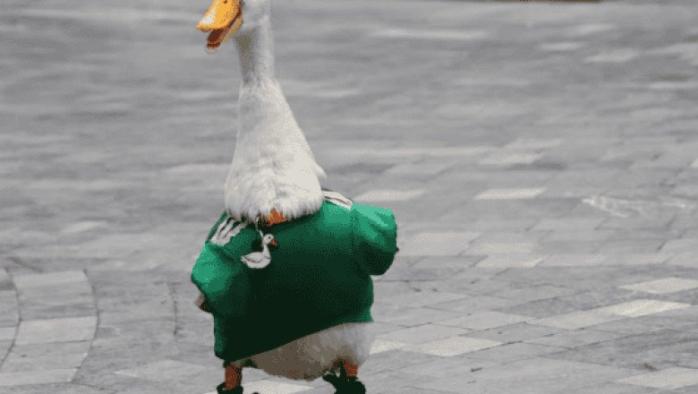 Pato Merlín: es víctima de robo, le robaron sus zapatos especiales para caminar