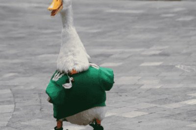 Pato Merlín: es víctima de robo, le robaron sus zapatos especiales para caminar