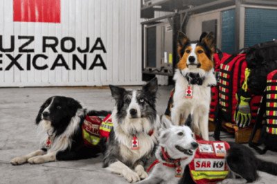 Estos son los perritos rescatistas mexicanos que viajaron a Venezuela