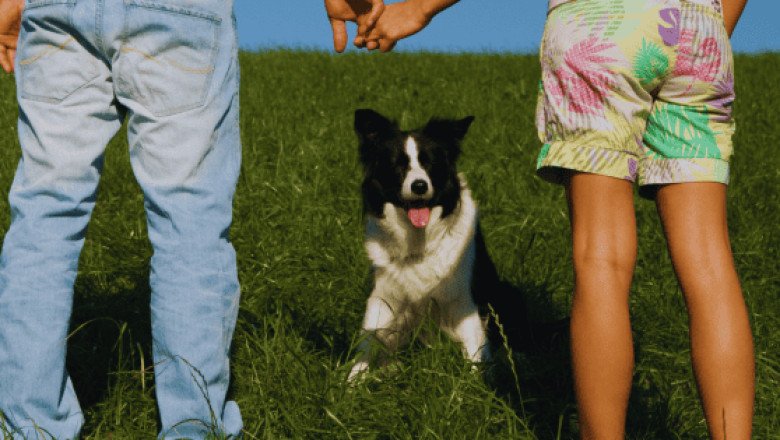 Dos sueldos, cero hijos y un perro; la tendencia familiar que domina