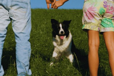 Dos sueldos, cero hijos y un perro; la tendencia familiar que domina