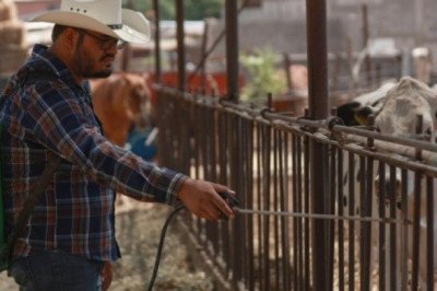 Tras primer caso de gusano barrenador en Chihuahua, ganaderos refuerzan medidas