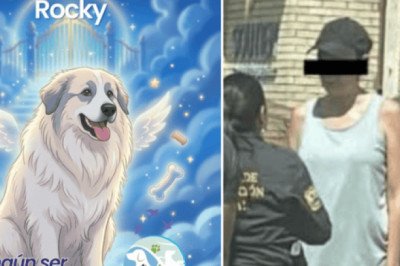 Detienen a Liliana “N” tras la muerte del perrito Rocky en Saltillo, Coahuila