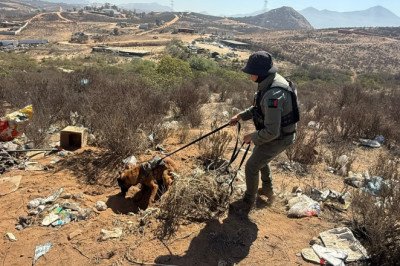 Binomio K-9 de la DSPM localiza punto con indicios de restos humanos