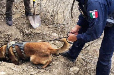 Fueron localizados tres puntos con restos óseos de posible origen humano