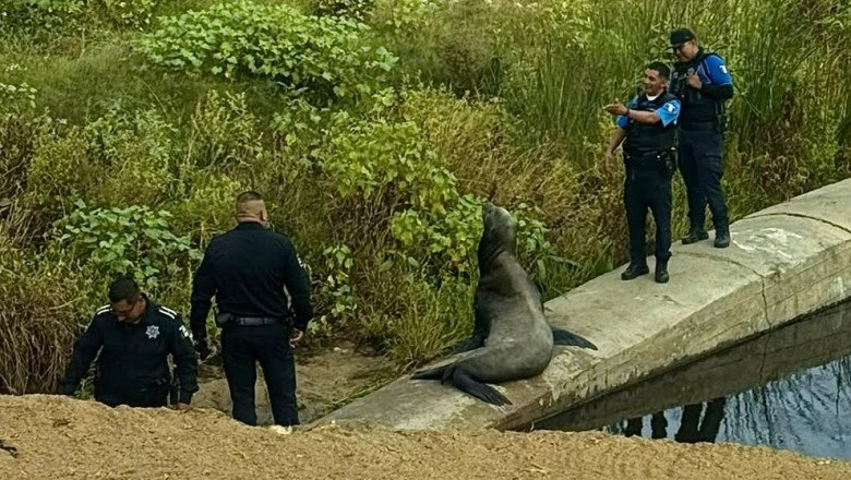 Rescata DSPM a lobo marino en zona del arroyo Ensenada