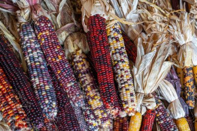 Feria del Maíz en Los Pinos y la Gran Elotiza Nacional llegan a la CDMX