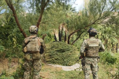 Marina localiza, asegura e incinera 15  plantíos y cuatro secaderos de marihuana